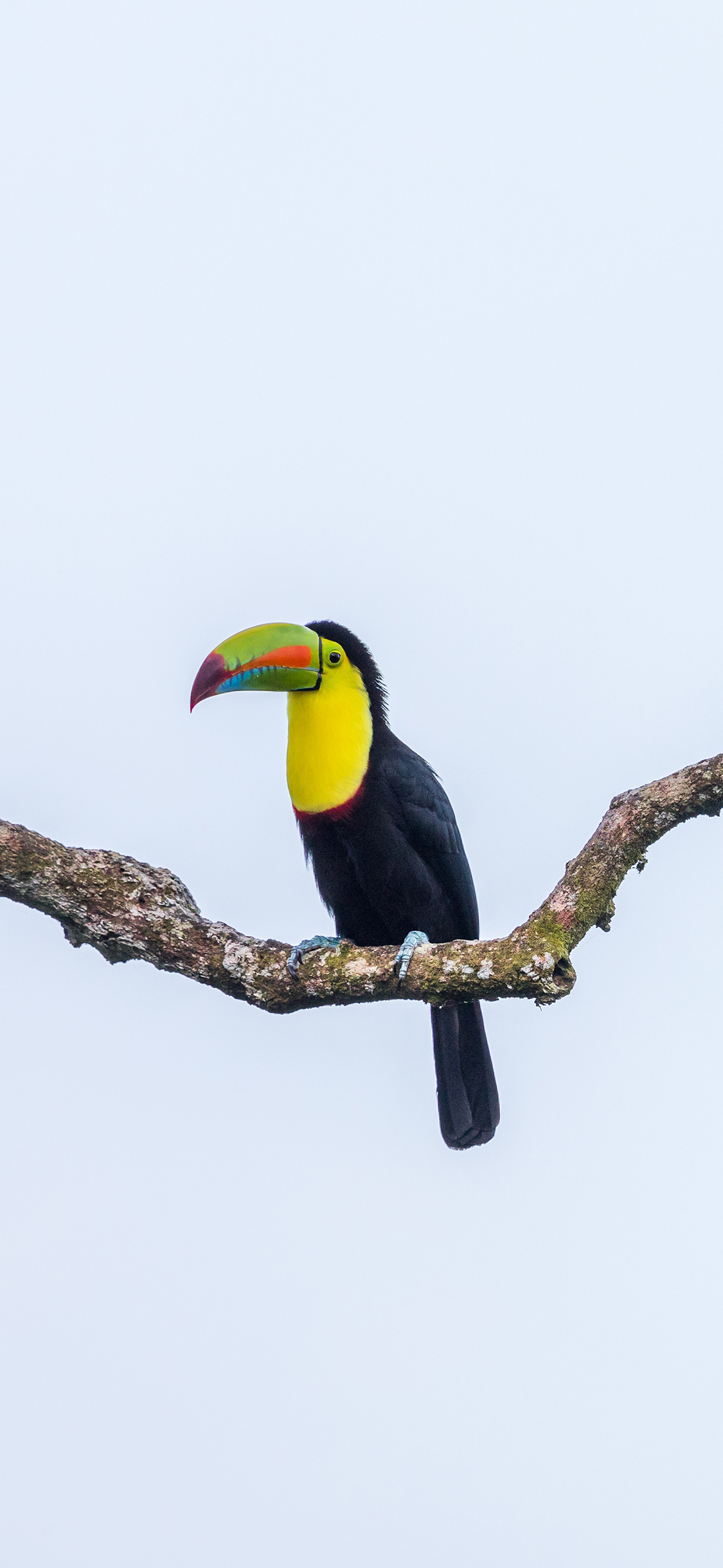 [2436×1125]巨嘴鸟 树枝 鸟类 飞鸟 苹果手机壁纸图片