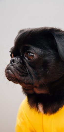 [2436x1125]巴哥 侧身 宠物狗 黄衣 苹果手机壁纸图片