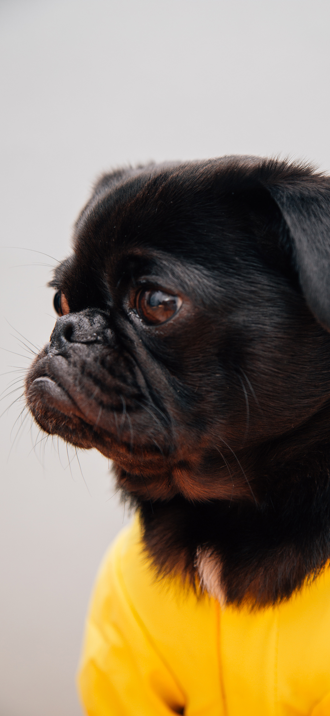 [2436×1125]巴哥 侧身 宠物狗 黄衣 苹果手机壁纸图片