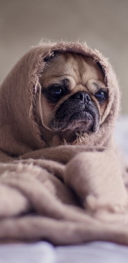 [2436x1125]巴哥 动物 狗 犬 萌宠 毛毯 苹果手机壁纸图片