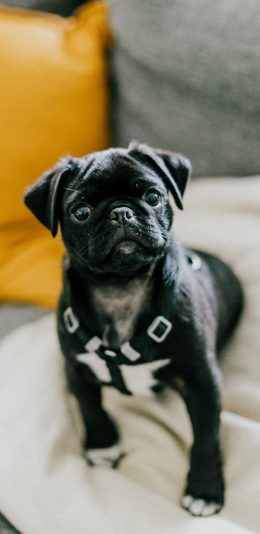 [2436x1125]巴哥 地毯 宠物 黑狗 苹果手机壁纸图片