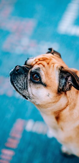 [2436x1125]巴哥 宠物 可爱 皮毛 苹果手机壁纸图片