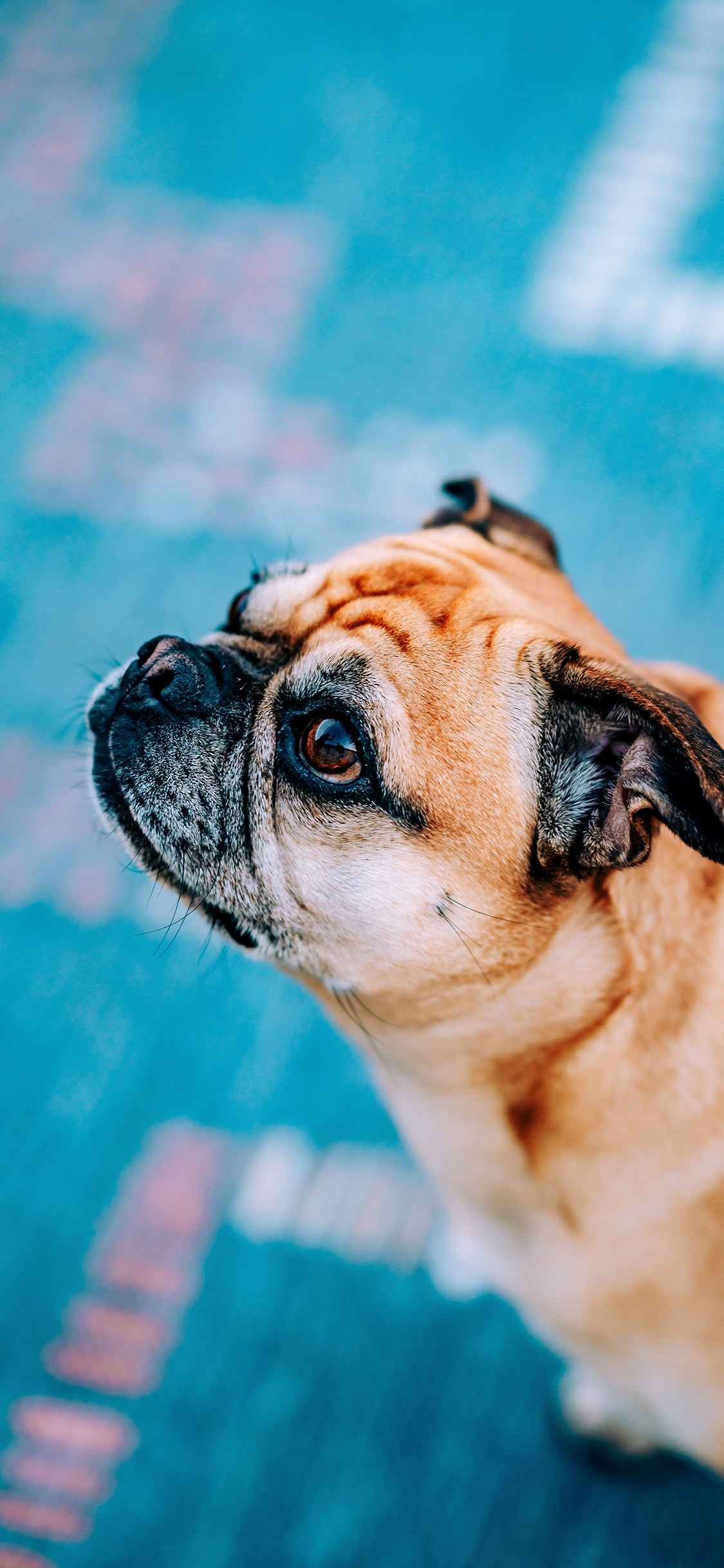 [2436×1125]巴哥 宠物 可爱 皮毛 苹果手机壁纸图片