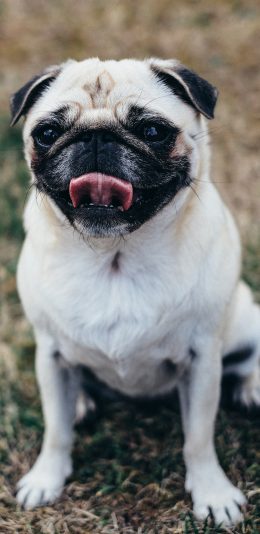 [2436x1125]巴哥 宠物 吐舌 犬类 苹果手机壁纸图片