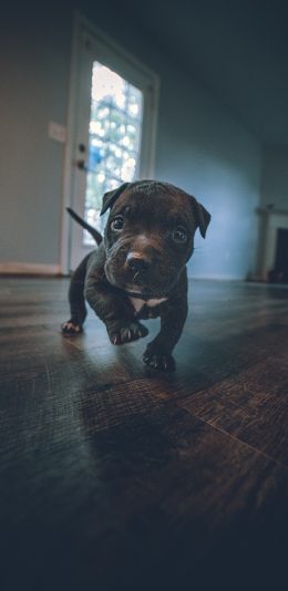 [2436x1125]巴哥 宠物 地板 幼犬 苹果手机壁纸图片