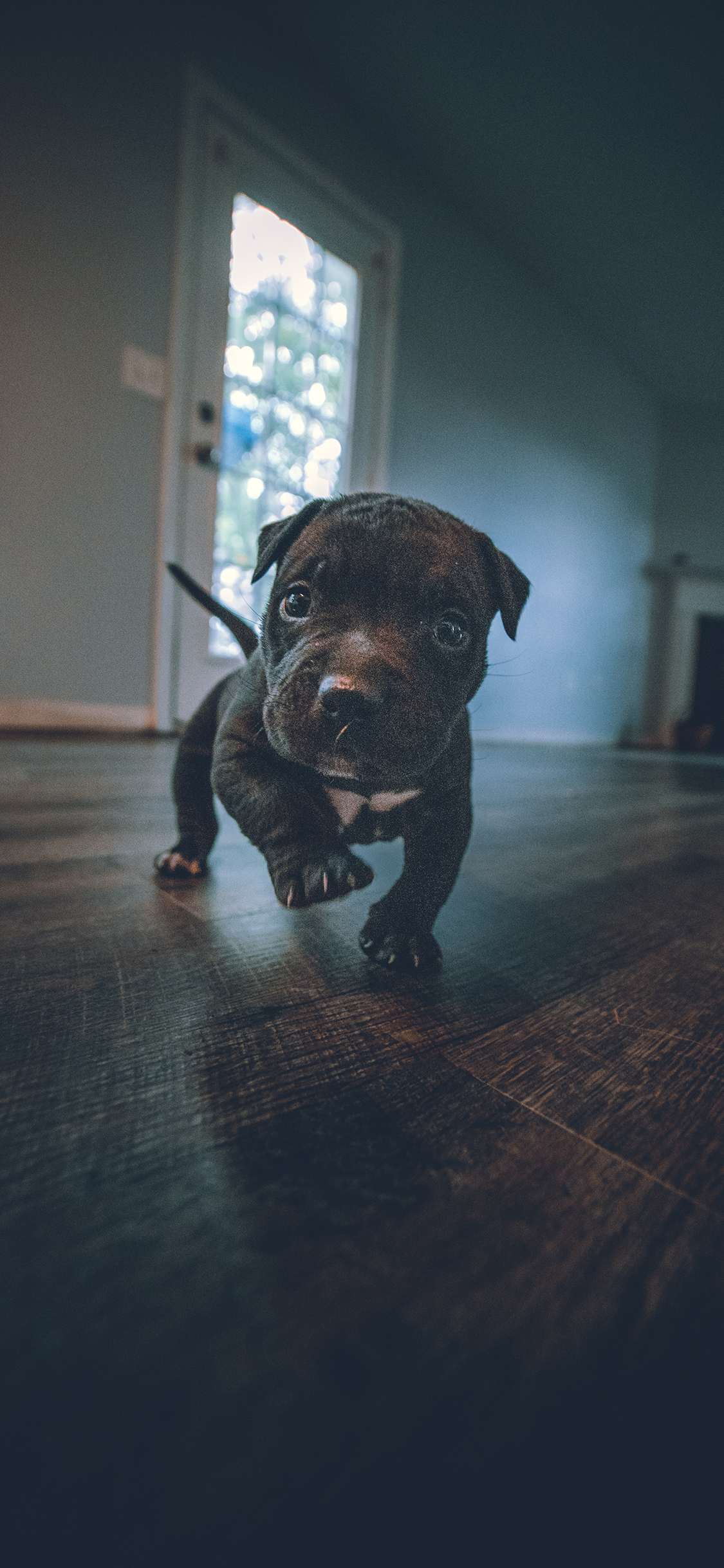 [2436×1125]巴哥 宠物 地板 幼犬 苹果手机壁纸图片