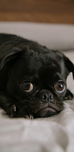 [2436x1125]巴哥 宠物 大眼 狗 犬类 苹果手机壁纸图片