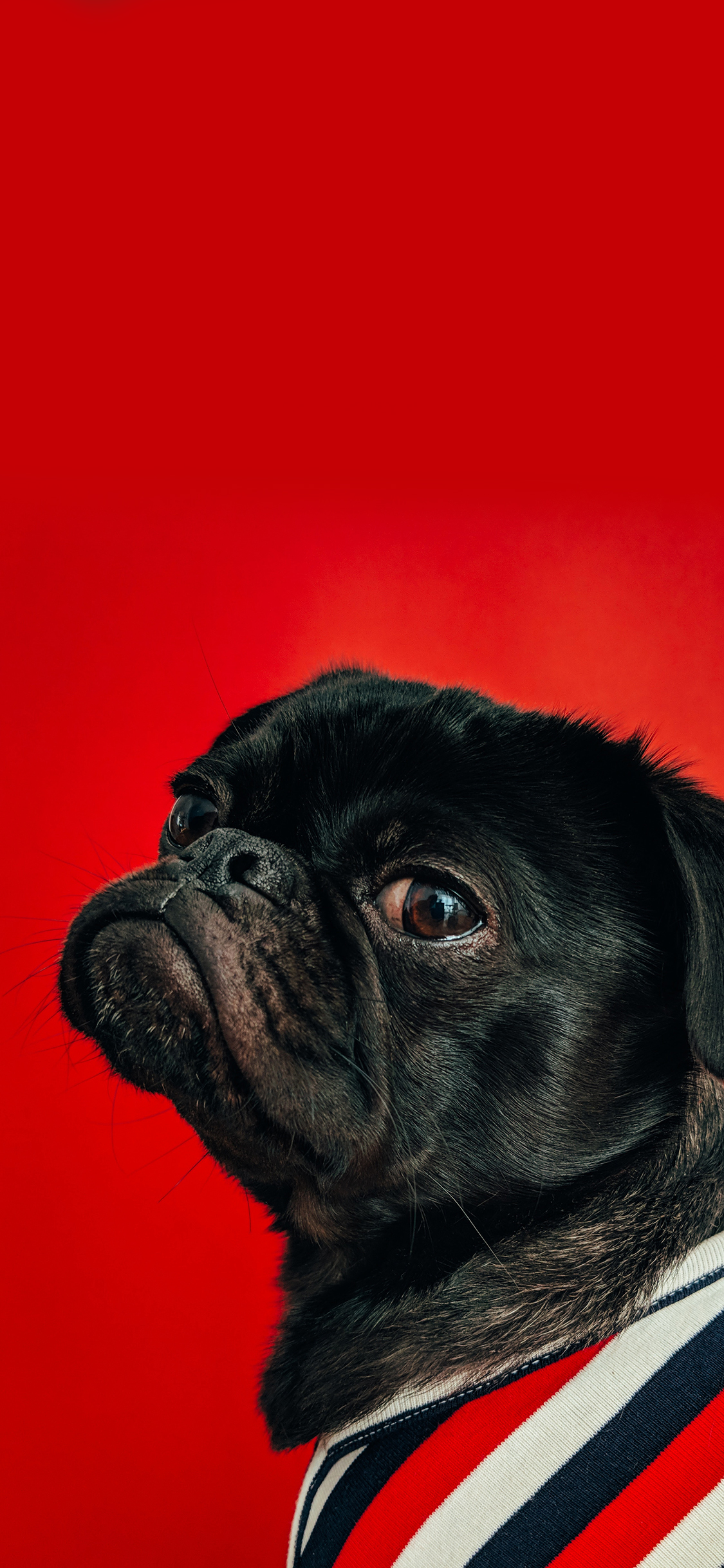 [2436×1125]巴哥 宠物 大眼睛 衣物 苹果手机壁纸图片