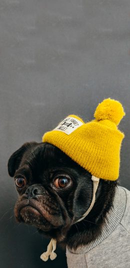 [2436x1125]巴哥 宠物 斗牛 帽子 可爱 苹果手机壁纸图片