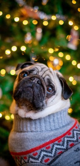 [2436x1125]巴哥 宠物 毛衣 小狗 苹果手机壁纸图片