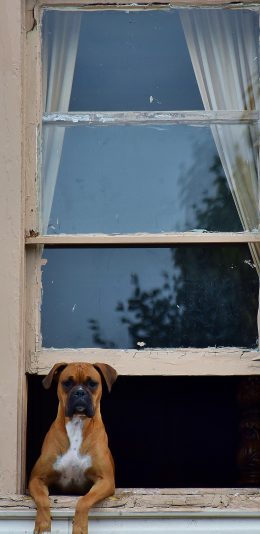 [2436x1125]巴哥 宠物 犬类 看家 苹果手机壁纸图片