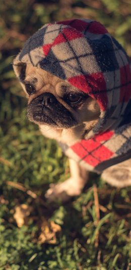 [2436x1125]巴哥 宠物 狗 犬 萌 草坪 苹果手机壁纸图片