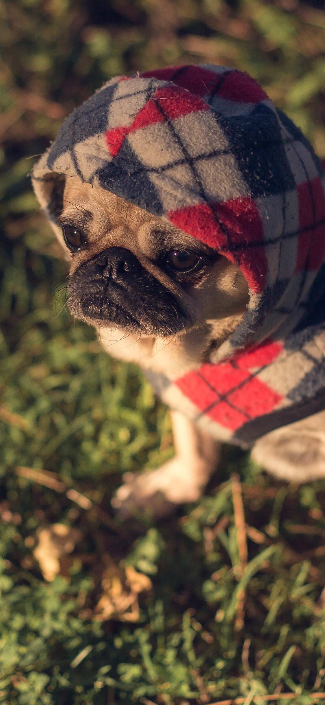 [2436×1125]巴哥 宠物 狗 犬 萌 草坪 苹果手机壁纸图片
