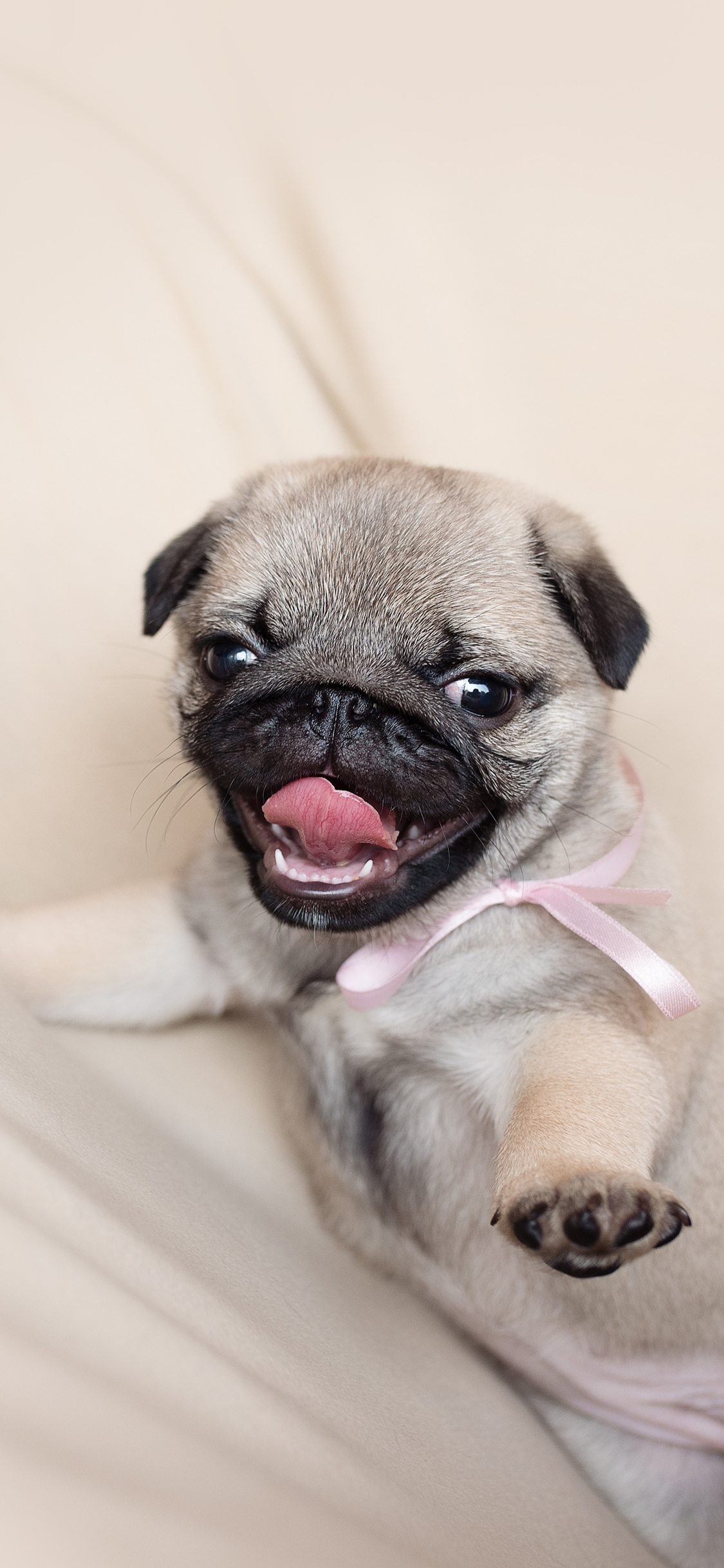 [2436×1125]巴哥 宠物 狗 犬类 苹果手机壁纸图片