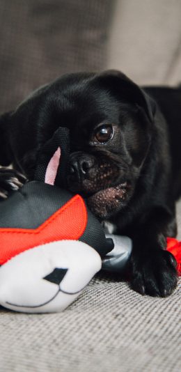 [2436x1125]巴哥 宠物 狗狗 玩具 玩耍 苹果手机壁纸图片