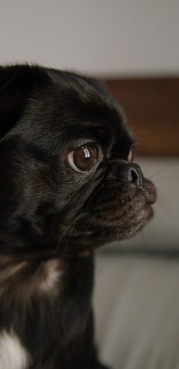 [2436x1125]巴哥 宠物 黑狗 侧头 苹果手机壁纸图片