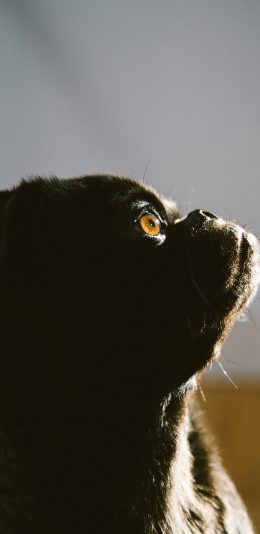 [2436x1125]巴哥 宠物 黑狗 光影 苹果手机壁纸图片