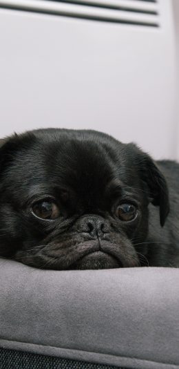 [2436x1125]巴哥 宠物 黑狗 大眼 犬类 苹果手机壁纸图片