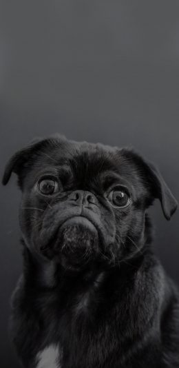 [2436x1125]巴哥 宠物 黑狗 犬类 苹果手机壁纸图片
