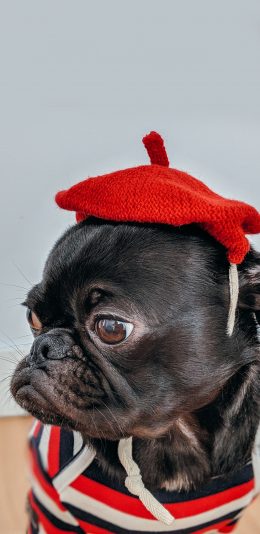 [2436x1125]巴哥 宠物狗 帽子 衣服 可爱 苹果手机壁纸图片