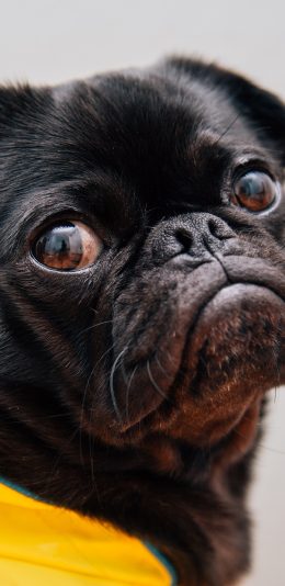 [2436x1125]巴哥 宠物狗 黄衣 大眼 苹果手机壁纸图片