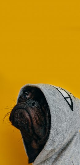 [2436x1125]巴哥 小犬 宠物 可爱 委屈 苹果手机壁纸图片