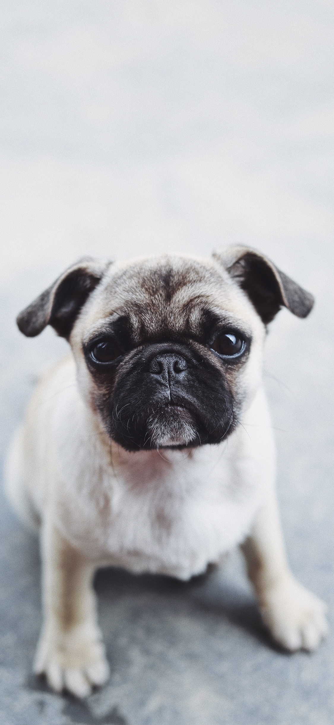 [2436×1125]巴哥 小狗 宠物 苹果手机壁纸图片