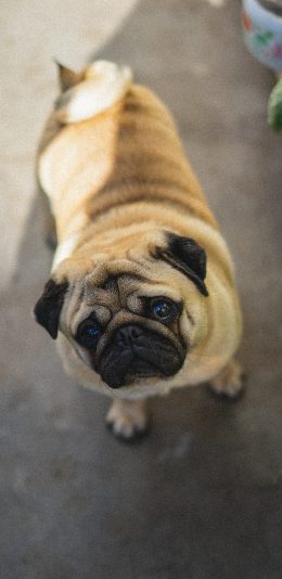 [2436x1125]巴哥 小狗 宠物 哈巴狗 苹果手机壁纸图片