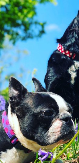 [2436x1125]巴哥 户外 宠物 项圈 狗 苹果手机壁纸图片