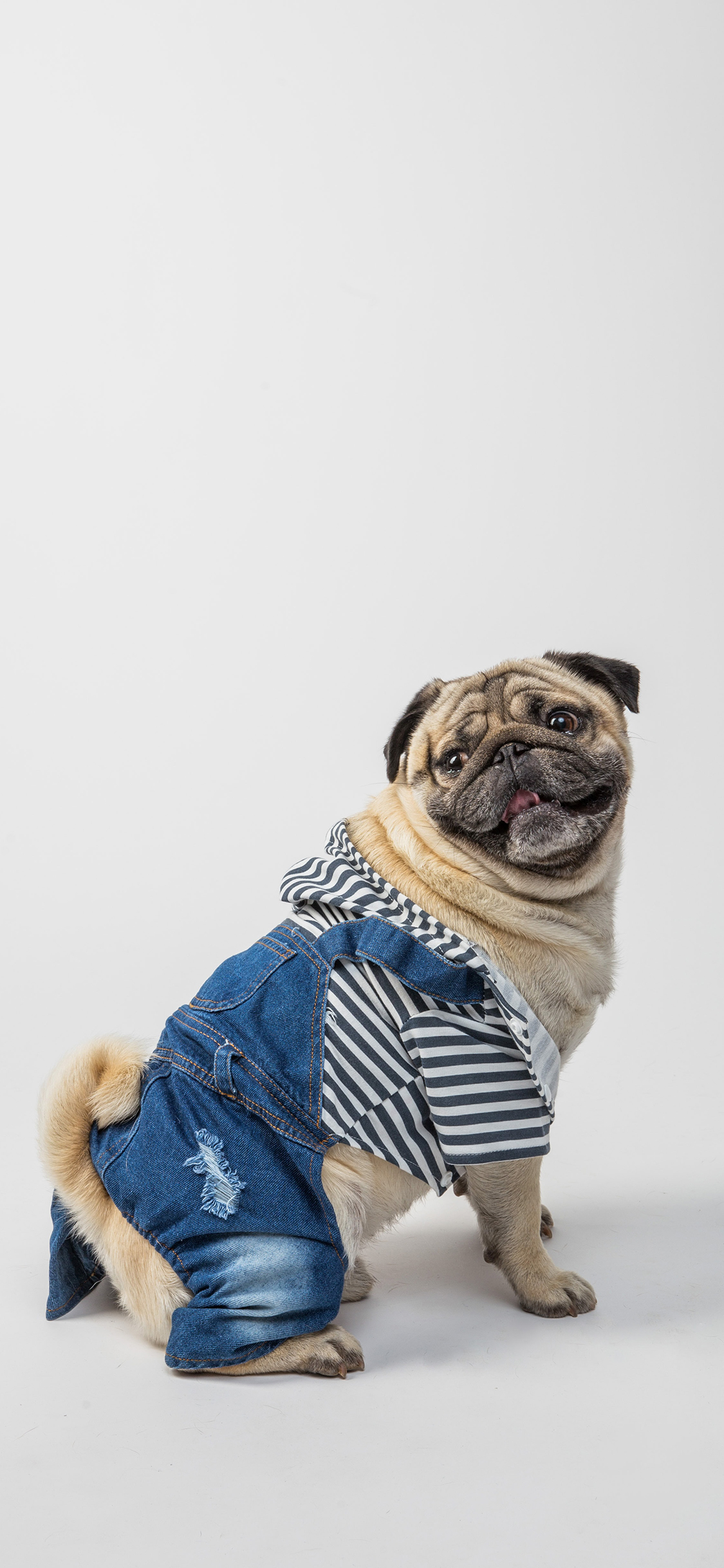 [2436×1125]巴哥 牛仔 宠物 可爱 乖巧 苹果手机壁纸图片