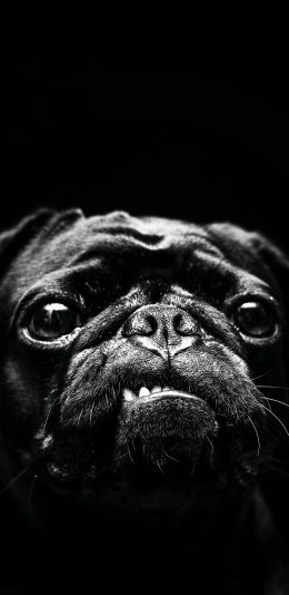 [2436x1125]巴哥 犬 汪星人 狗 宠物 黑色 凶狠 牙齿 苹果手机壁纸图片
