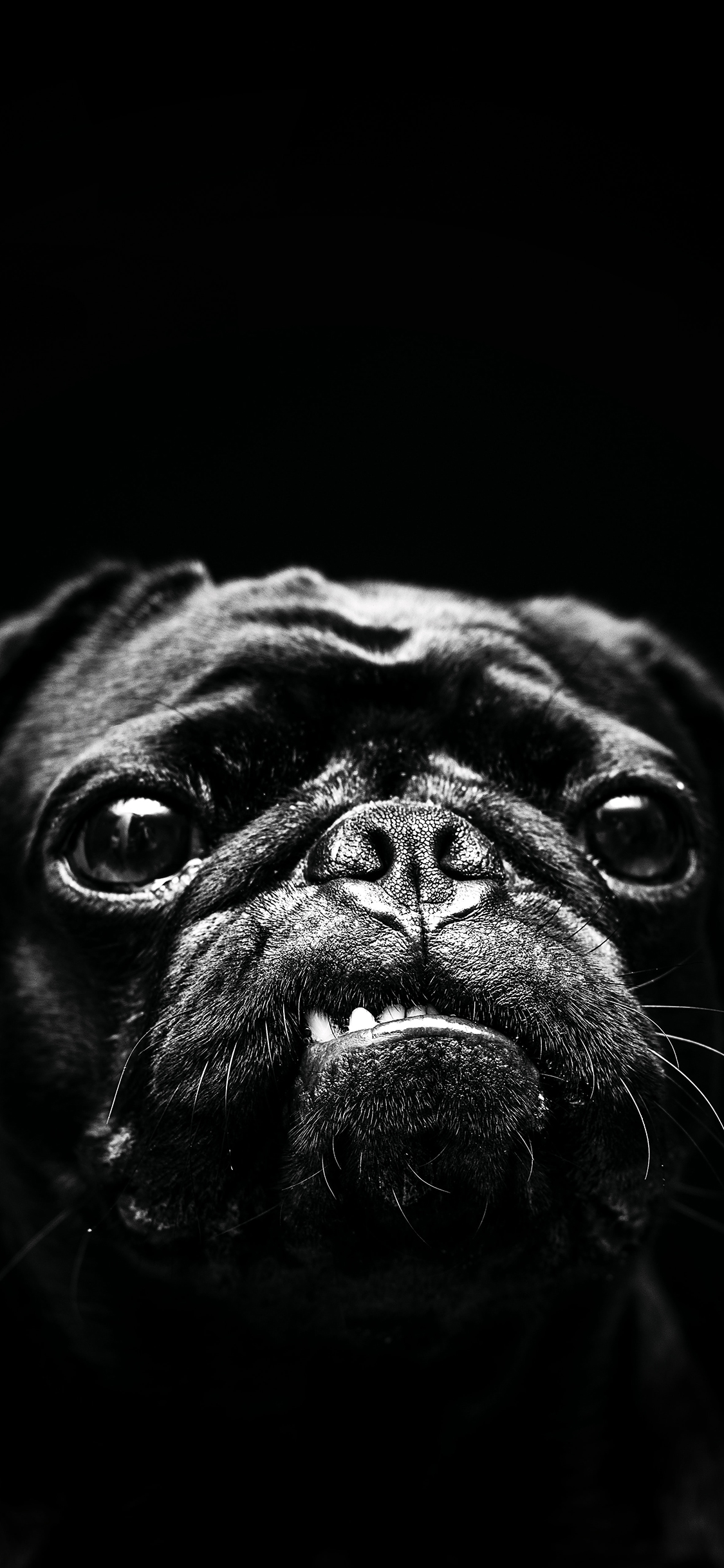 [2436×1125]巴哥 犬 汪星人 狗 宠物 黑色 凶狠 牙齿 苹果手机壁纸图片