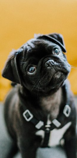 [2436x1125]巴哥 犬 狗 宠物 黑色 可爱 汪星人 苹果手机壁纸图片