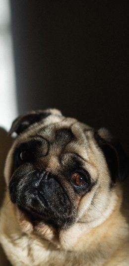 [2436x1125]巴哥 犬 狗 汪星人 宠物 委屈 苹果手机壁纸图片