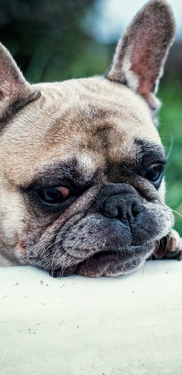 [2436x1125]巴哥 犬 狗狗 汪星人 可爱 萌宠 苹果手机壁纸图片