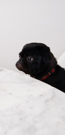 [2436x1125]巴哥 狗 委屈 大眼 苹果手机壁纸图片