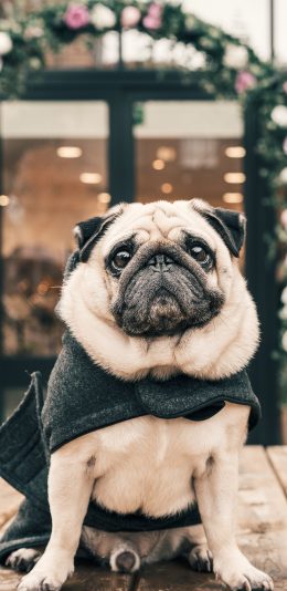 [2436x1125]巴哥 狗 犬 汪星人 可爱 苹果手机壁纸图片