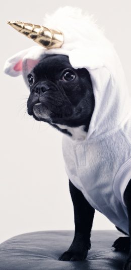 [2436x1125]巴哥 狗 犬 汪星人 可爱 萌 苹果手机壁纸图片