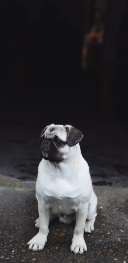 [2436x1125]巴哥 狗 黑白 宠物 苹果手机壁纸图片