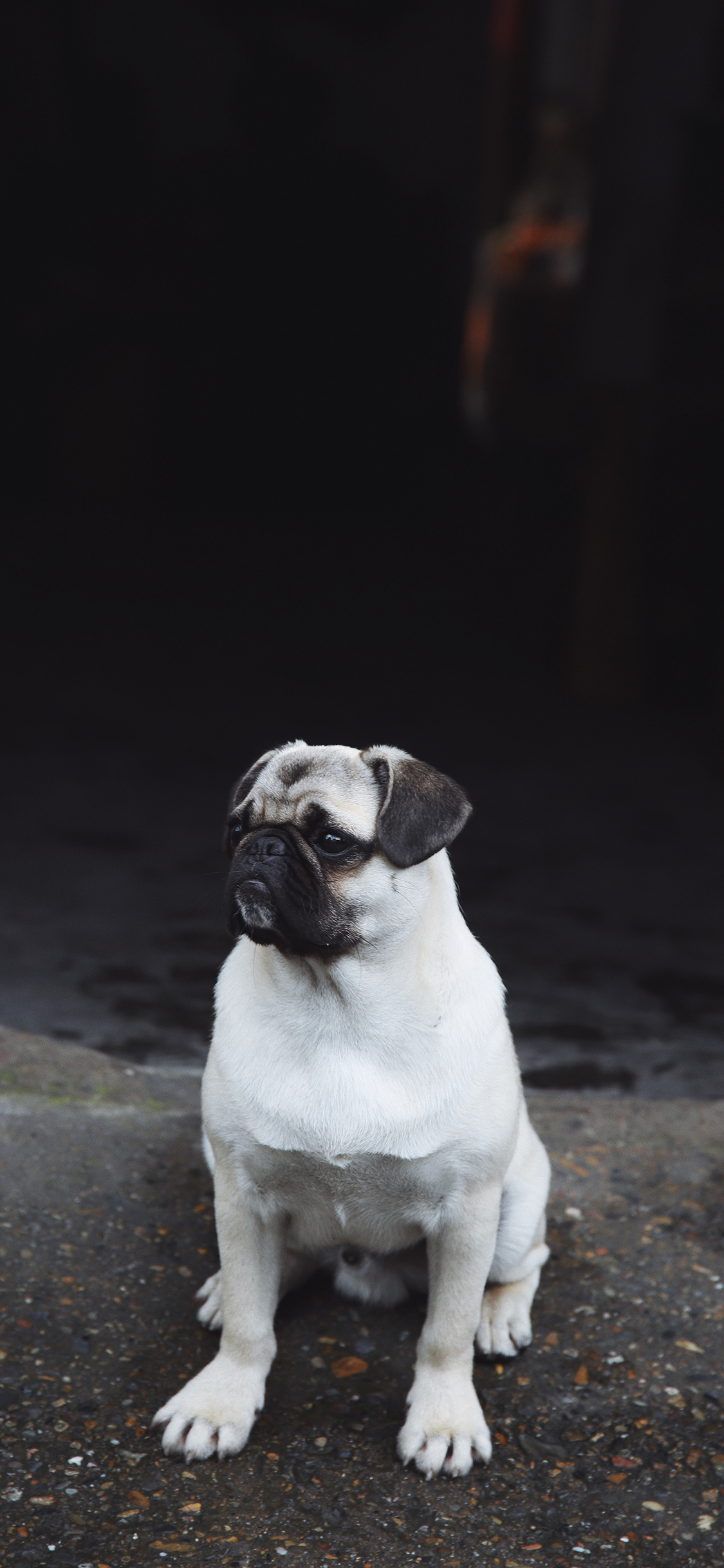 [2436×1125]巴哥 狗 黑白 宠物 苹果手机壁纸图片