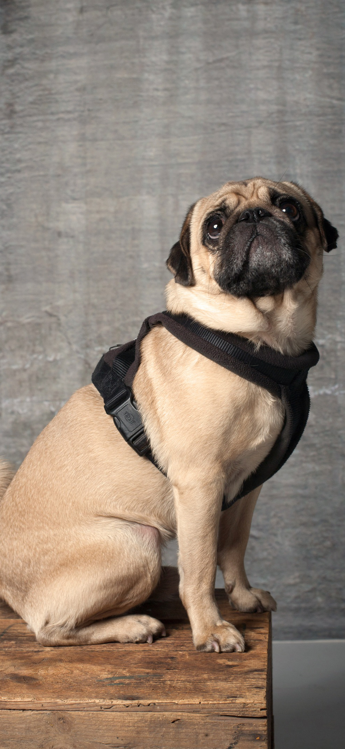 [2436×1125]巴哥 站立 狗子 犬类 苹果手机壁纸图片