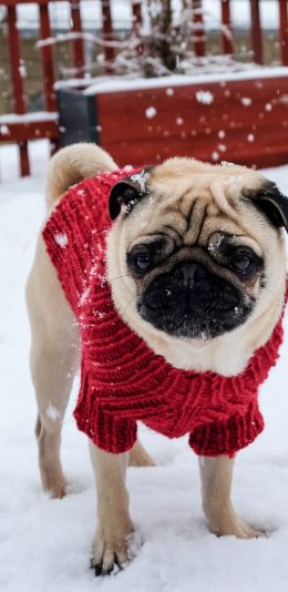 [2436x1125]巴哥 雪地 雪季 宠物 苹果手机壁纸图片