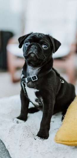 [2436x1125]巴哥 黑狗 地毯 宠物 苹果手机壁纸图片