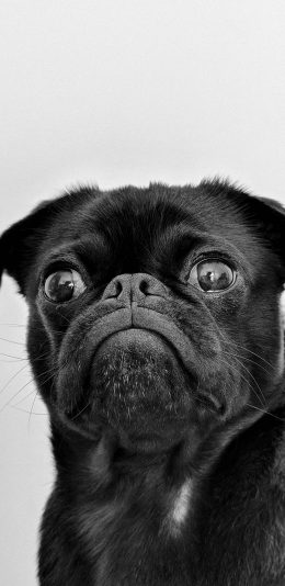 [2436x1125]巴哥 黑狗 宠物 大眼 黑 苹果手机壁纸图片
