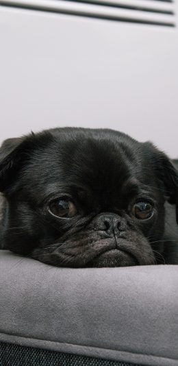 [2436x1125]巴哥 黑狗 宠物 汪星人 可爱 犬 苹果手机壁纸图片