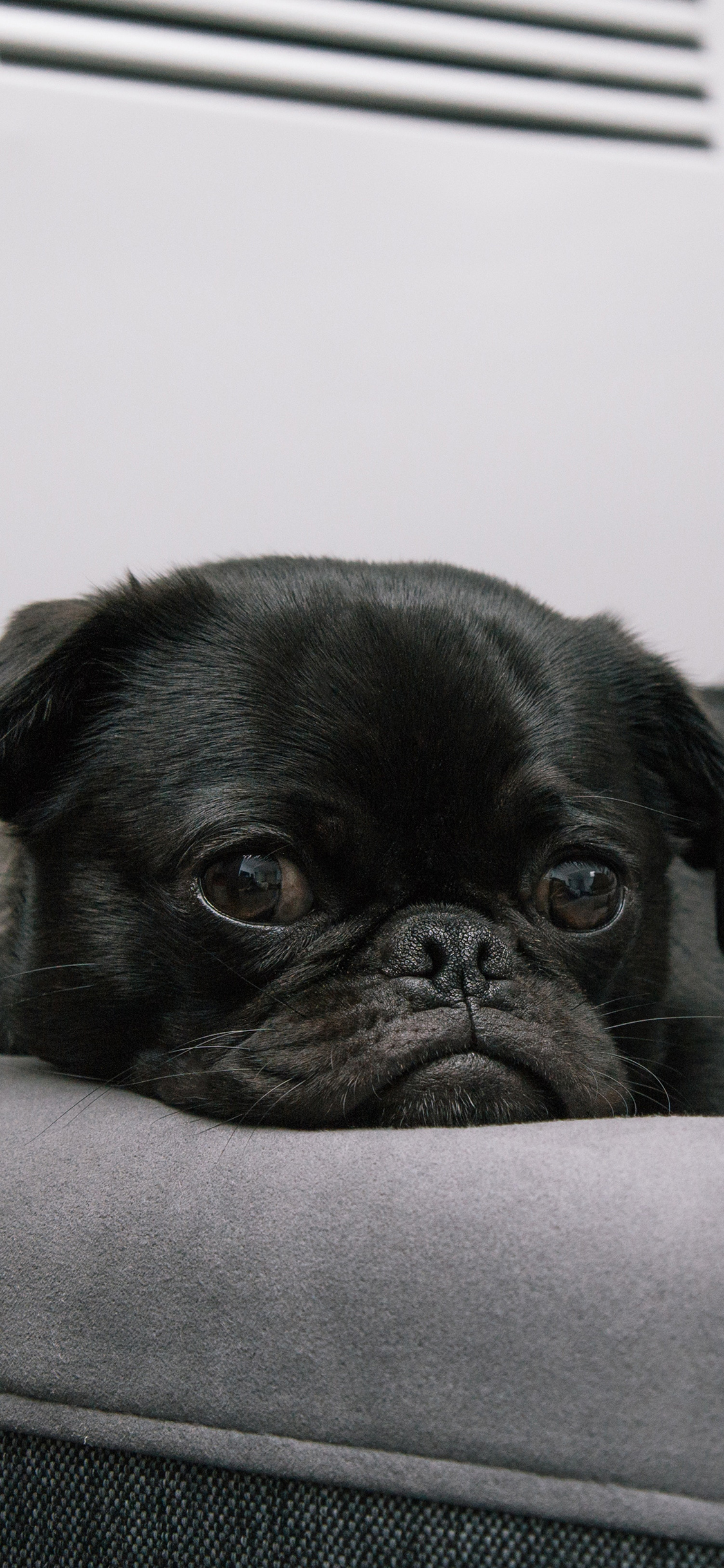 [2436×1125]巴哥 黑狗 宠物 汪星人 可爱 犬 苹果手机壁纸图片