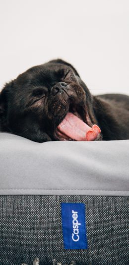 [2436x1125]巴哥宠物狗 哈欠 吐舌 苹果手机壁纸图片