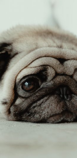 [2436x1125]巴哥犬 宠物狗 丧 卧趴 苹果手机壁纸图片