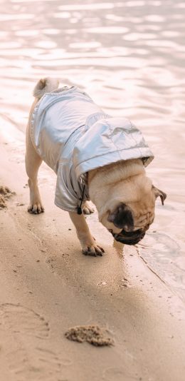 [2436x1125]巴哥犬 狗 宠物 汪星人 沙滩 苹果手机壁纸图片
