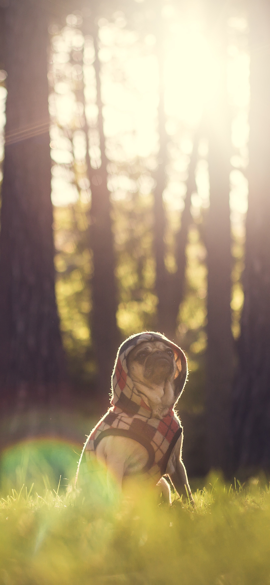 [2436×1125]巴哥犬 狗 草坪 汪星人 宠物 苹果手机壁纸图片